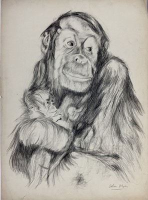 Lot 21 - Colin Moss (1914-2005) pencil, Orangutan and baby, signed, 75 x 54cm