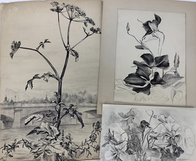 Lot 129 - David Hill (1914-1977), collection of floral studies on paper, in a variety of media, various sizes, the largest 50 x 33cm. (18)