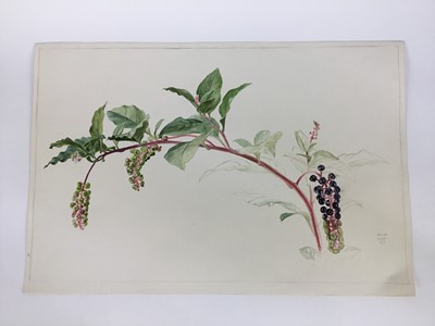 Lot 91 - David Hill (1914-1977), watercolour, orchids in a vase, signed and dated 1973, 36 x 26cm, together with 5 further floral studies in a variety of media. (6)