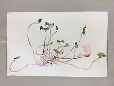 Lot 92 - David Hill (1914-1977), watercolour, floral study, signed and dated '73, 41 x 48cm, together with a collection of botanical studies in a variety of media. (20)