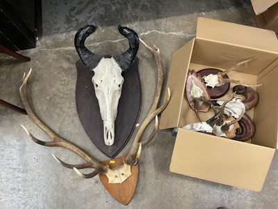 Lot 185 - Pair of antlers mounted on an oak shield, and similar items