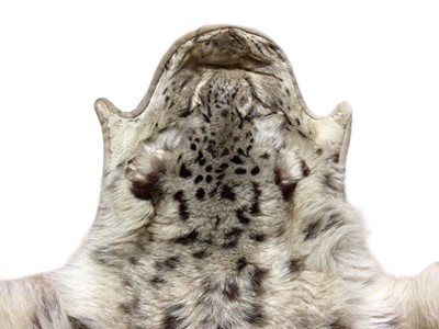 Lot 769 - Early 20th century snow leopard skin rug with cloth backing, 230cm nose to tail, 123cm paw to paw