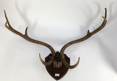 Lot 886 - Pair of early 20th century Eld Deer antlers on shield shaped oak wall mount, 99cm wide overall. APHA No. 24GBA10D6LB19