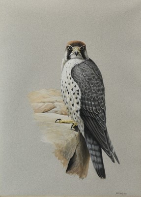 Lot 736 - John Frank Haywood (1936-1991) watercolour, Peregrine, signed, 46 x 33cm