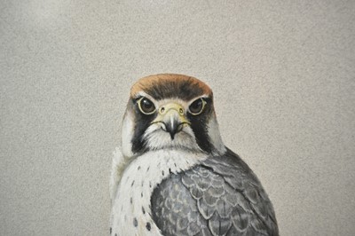 Lot 736 - John Frank Haywood (1936-1991) watercolour, Peregrine, signed, 46 x 33cm