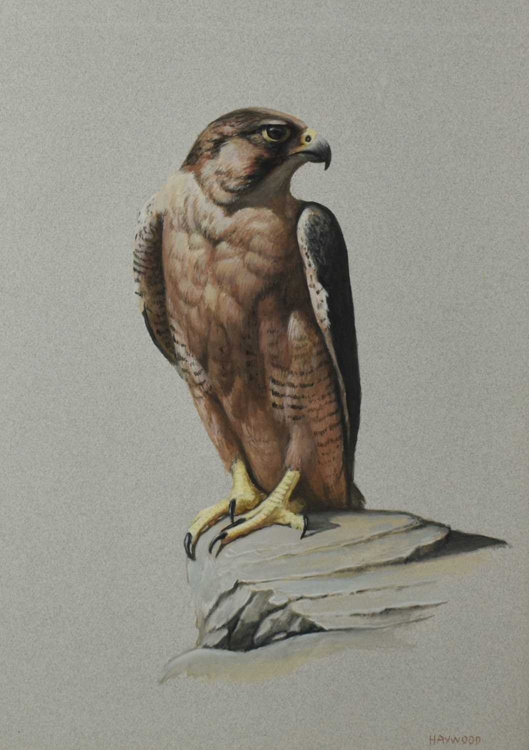 Lot 732 - John Frank Haywood (1936-1991) watercolour, Falcon, signed, 47 x 33cm, glazed frame