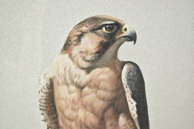 Lot 732 - John Frank Haywood (1936-1991) watercolour, Falcon, signed, 47 x 33cm, glazed frame