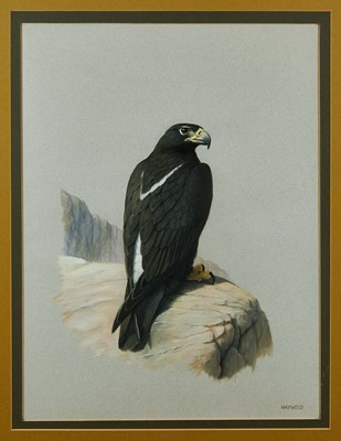 Lot 414 - John Frank Haywood (1936-1991) watercolour, Black eagle