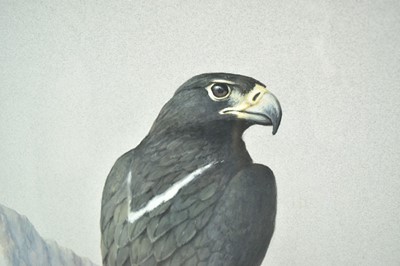 Lot 414 - John Frank Haywood (1936-1991) watercolour, Black eagle