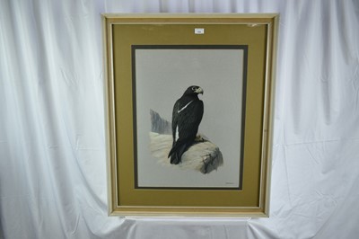 Lot 414 - John Frank Haywood (1936-1991) watercolour, Black eagle