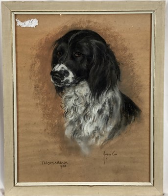 Lot 312 - Majorie Cox (1915-2003) pastel portrait of a spaniel, and two similar pastels of spaniels, each in glazed frame