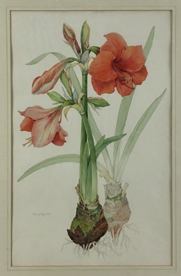 Lot 191 - Botanical watercolour study “Amarylls”. Mounted and framed. Overall including frame 72x52cm
