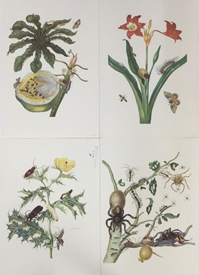 Lot 198 - Collection of unframed botanical and entomological coloured lithographs on heavy wove paper, including proof printings. After drawings by Maria Sibylla Merian, 1701-1705. c.49.5x36cm