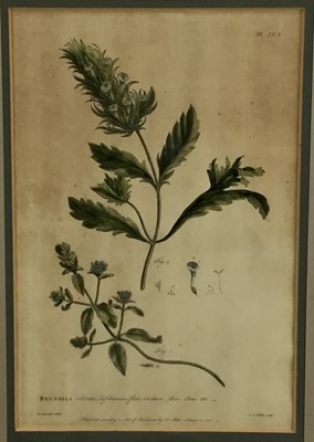 Lot 105 - Pair of 18th century botanical coloured engraving, “Brunella” and “Blattaria”. R Lancake Delin / JJ Miller Sculp. Published according to the act of Parliament by P Miller 1756. From the book “The G...
