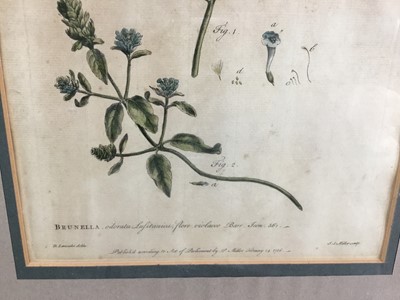 Lot 105 - Pair of 18th century botanical coloured engraving, “Brunella” and “Blattaria”. R Lancake Delin / JJ Miller Sculp. Published according to the act of Parliament by P Miller 1756. From the book “The G...