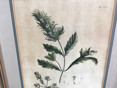 Lot 105 - Pair of 18th century botanical coloured engraving, “Brunella” and “Blattaria”. R Lancake Delin / JJ Miller Sculp. Published according to the act of Parliament by P Miller 1756. From the book “The G...