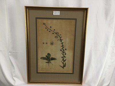 Lot 105 - Pair of 18th century botanical coloured engraving, “Brunella” and “Blattaria”. R Lancake Delin / JJ Miller Sculp. Published according to the act of Parliament by P Miller 1756. From the book “The G...