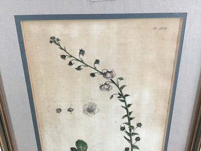 Lot 105 - Pair of 18th century botanical coloured engraving, “Brunella” and “Blattaria”. R Lancake Delin / JJ Miller Sculp. Published according to the act of Parliament by P Miller 1756. From the book “The G...