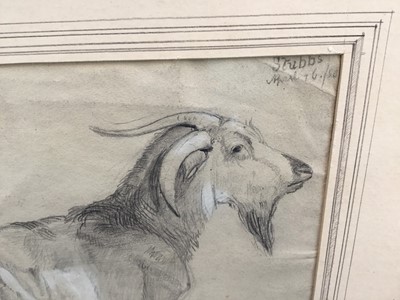 Lot 90 - 19th century graphite and chalk study of a goat, signed upper right “Stubbs April 16th/…”. Framed and mounted. Overall including frame 34x41.5cm