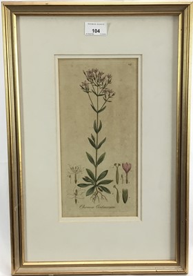 Lot 104 - 18th century botanical coloured copper-plate engraving, “Chironia Centaurium”. From the volume “Flora Londinensis”, c.1770-90, by William Curtis. Framed and mounted. Overall including frame 49.5x33...