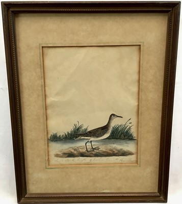 Lot 82 - Early 19th century Georgian watercolour study of a Sand Lark, inscribed in pencil below “Sand Lark length 9 inches, breadth 16 inches. Framed and mounted. Overall including frame 35.5x28cm