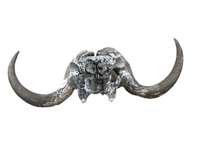 Lot 1240 - Musk Ox (Ovibos Moschatus) skull and horns, unmounted, 58cm wide