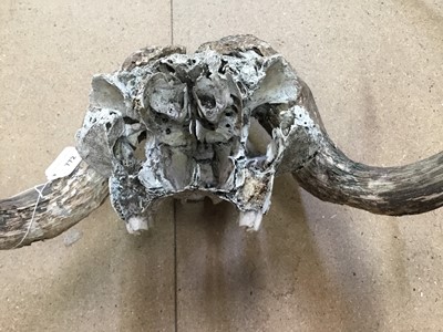 Lot 1240 - Musk Ox (Ovibos Moschatus) skull and horns, unmounted, 58cm wide
