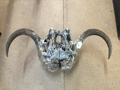 Lot 1240 - Musk Ox (Ovibos Moschatus) skull and horns, unmounted, 58cm wide