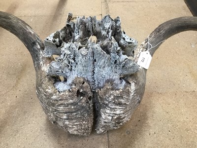 Lot 1240 - Musk Ox (Ovibos Moschatus) skull and horns, unmounted, 58cm wide