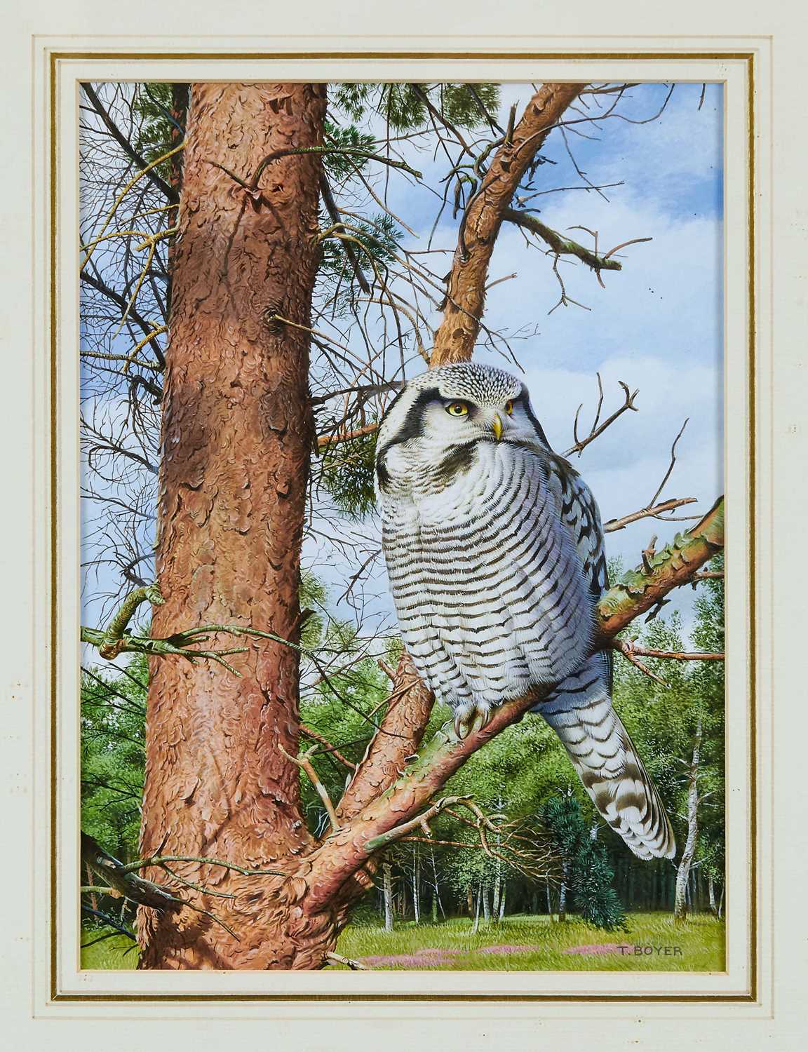 Lot 738 - *Trevor Boyer (b. 1948) watercolour and bodycolour, Northern Hawk Owl, signed, 29 x 21cm, glazed frame