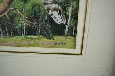Lot 738 - *Trevor Boyer (b. 1948) watercolour and bodycolour, Northern Hawk Owl, signed, 29 x 21cm, glazed frame