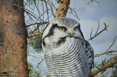 Lot 738 - *Trevor Boyer (b. 1948) watercolour and bodycolour, Northern Hawk Owl, signed, 29 x 21cm, glazed frame