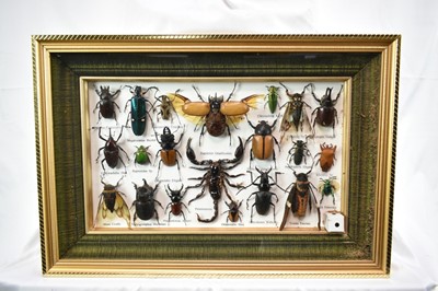 Lot 745 - Glazed display of insects arachnids and beetles, 36 x 41cm