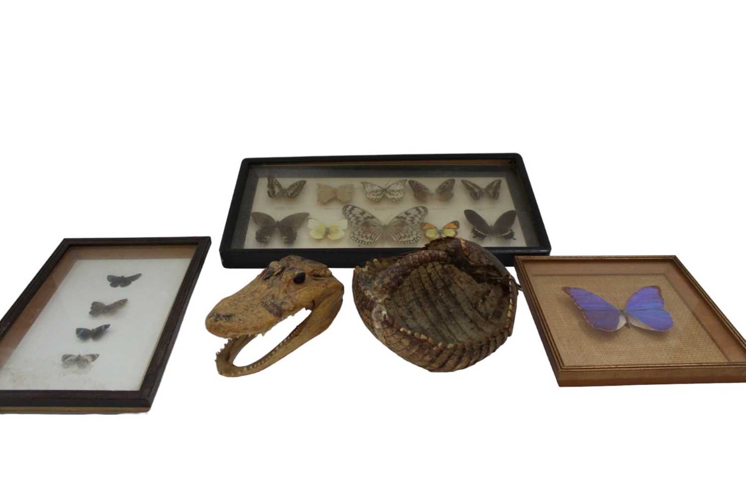 Lot 2435 - Group of taxidermy including butterflies in glazed case, alligator head etc