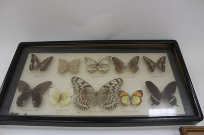 Lot 2435 - Group of taxidermy including butterflies in glazed case, alligator head etc