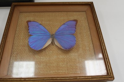 Lot 2435 - Group of taxidermy including butterflies in glazed case, alligator head etc
