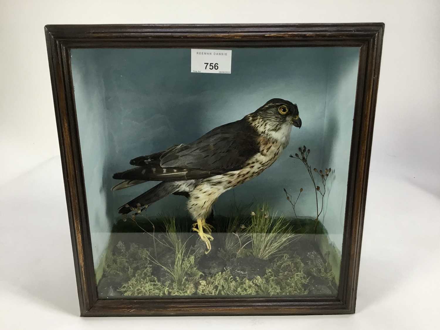 Lot 756 - Male Merlin on perch within a naturalistic