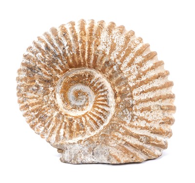 Lot 661 - Large ammonite fossil