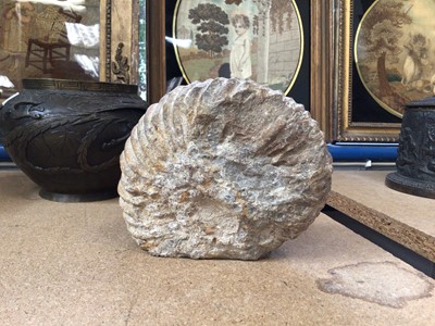 Lot 661 - Large ammonite fossil