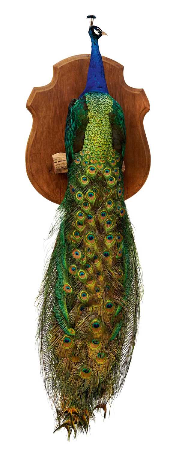 Lot 748 - Impressive stuffed Peacock perched on a dry tree stump on a shield shaped oak wall mount, 190cm overall length