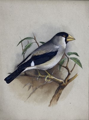 Lot 170 - English School, early 20th century, watercolour, Japanese Grosbeak on a branch, inscribed verso, 24cm x 19cm, mounted