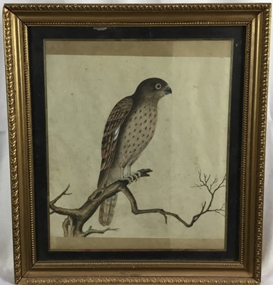 Lot 388 - Two 19th century Indian Company School watercolour paintings of exotic birds, in glazed gilt frames