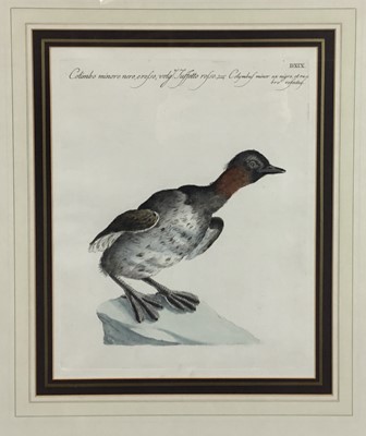 Lot 228 - Xaverio Manetti (1723-1784) pair of hand coloured engravings of Grebes, "Tuffetto" and "Suasso Turco", 36.5cm x 29cm, in glazed frames  
Provenance: Lucy B. Campbell, London