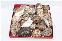 Lot 2799 - Collection of cowrie and other shells