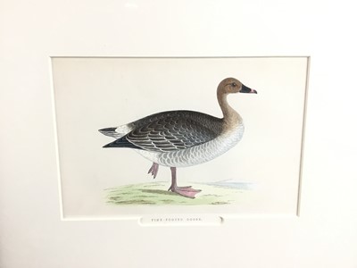 Lot 400 - Set of four 19th century hand coloured engravings of Wildfowl, 12.5cm x 19cm, in glazed gilt frames