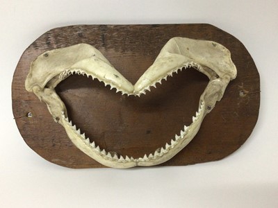 Lot 54 - Very scary shark jaw, mounted