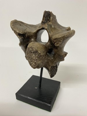 Lot 71 - Ancient vertebra, possibly a Red Deer, on an ebonised base
