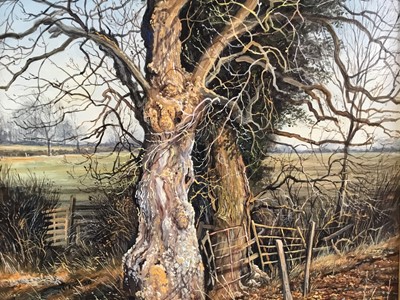 Lot 8 - Edward Stamp (b. 1939) oil on board, Old ash tree