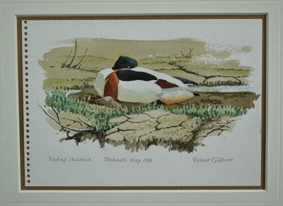 Lot 1016 - *Robert Gillmor (1936-2022) watercolour - Resting Shelduck, signed, inscribed Titchwell May 1991, 14.5cm x 21cm, in glazed frame