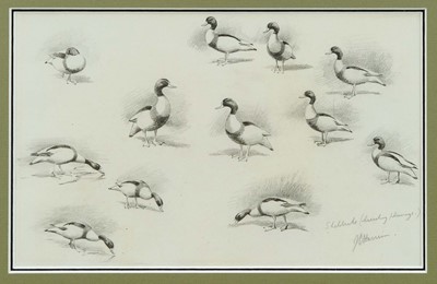 Lot 1012 - *John Cyril Harrison (1898-1985) pencil sketches, Shelduck (breeding plumage), signed and inscribed, 19cm x 31cm, in glazed frame